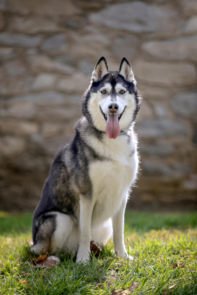 Dog Training: More Than Meets the Eye