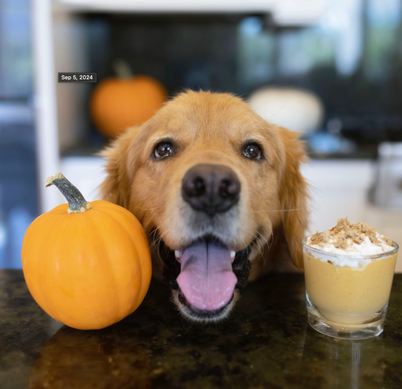 Pup-kin Spice Lattes - from our friends at Stella & Chewy's!