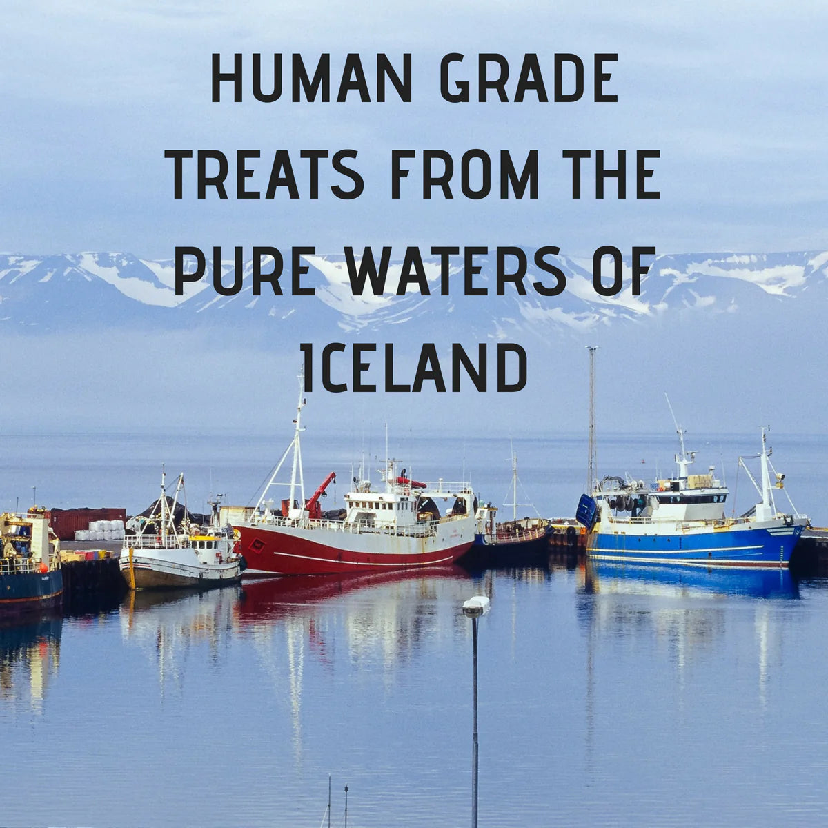 Tickled Pet Icelandic Codfish Skin Rolls