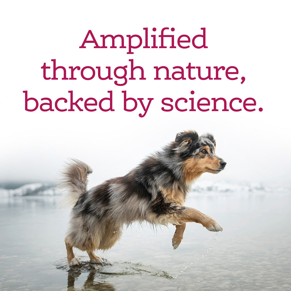 Nutrisource AmpliFull Skin & Coat Soft Chew Supplement for Dogs