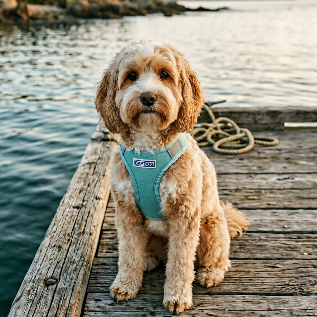 Baydog Sea Foam Liberty Harness for Dogs