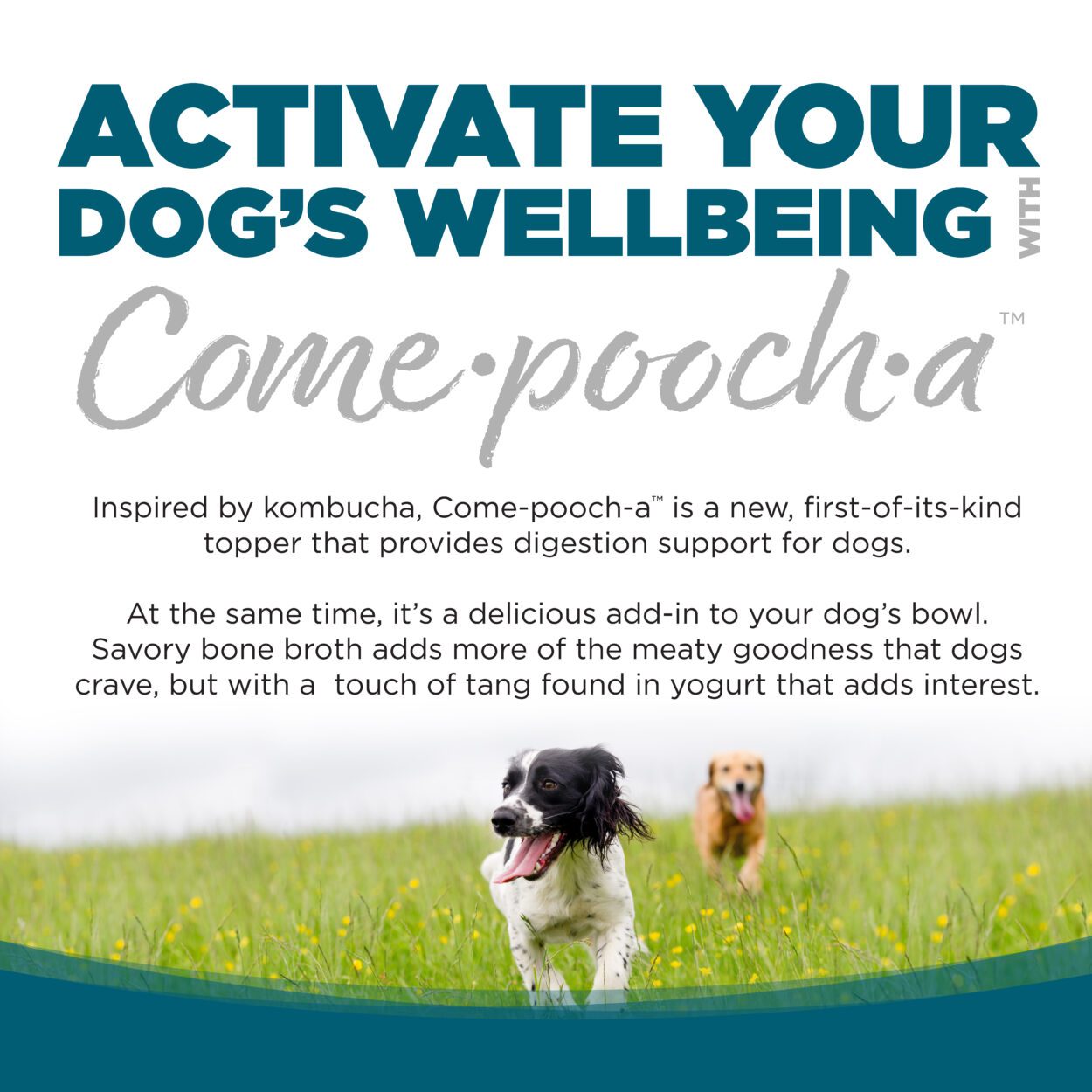 Nutrisource Come-Pooch-A Chicken Bone Broth Recipe for Dogs