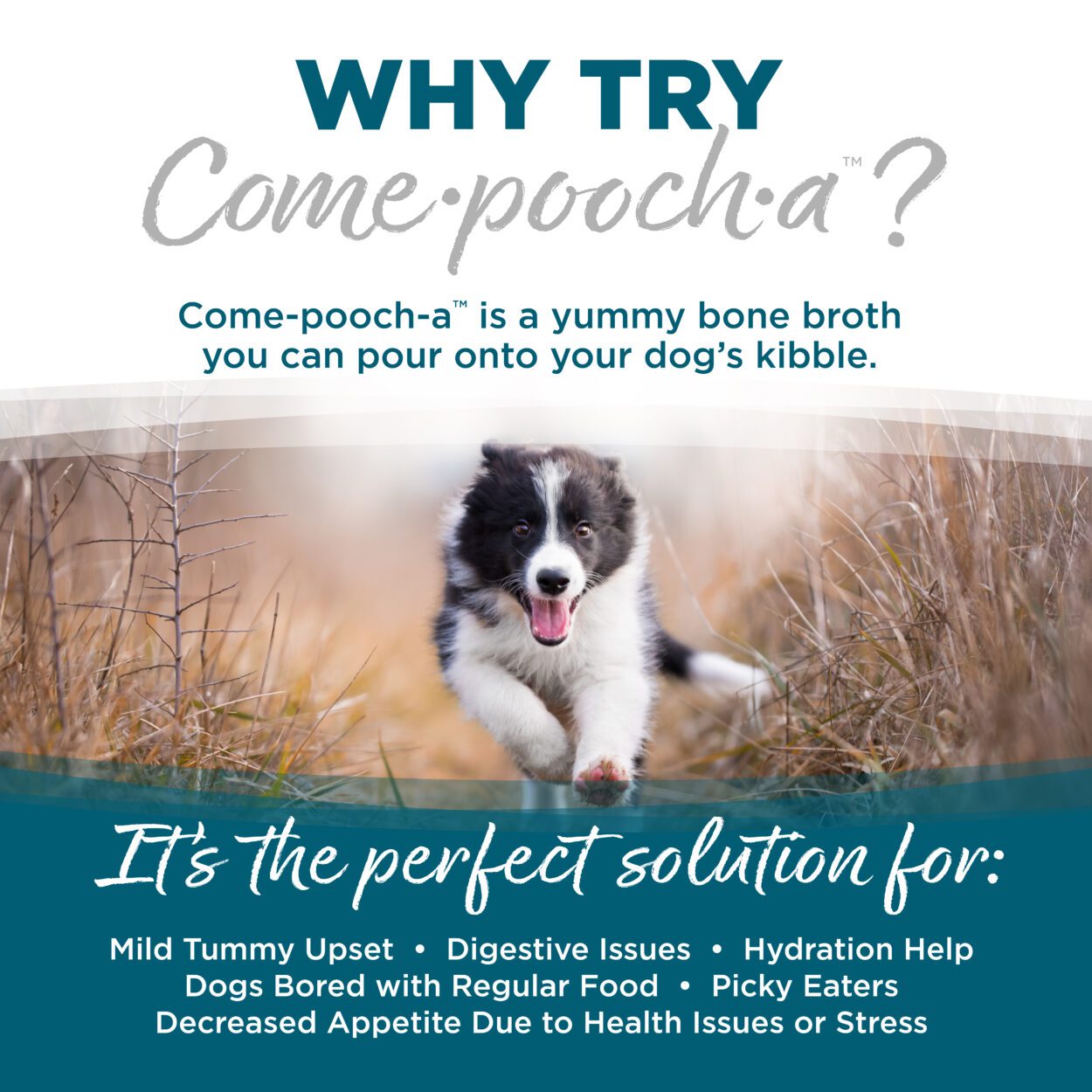 Nutrisource Come-Pooch-A Chicken Bone Broth Recipe for Dogs