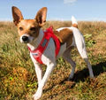 Baydog Red Liberty Harness