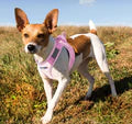 Baydog Pink Lemonade Liberty Harness