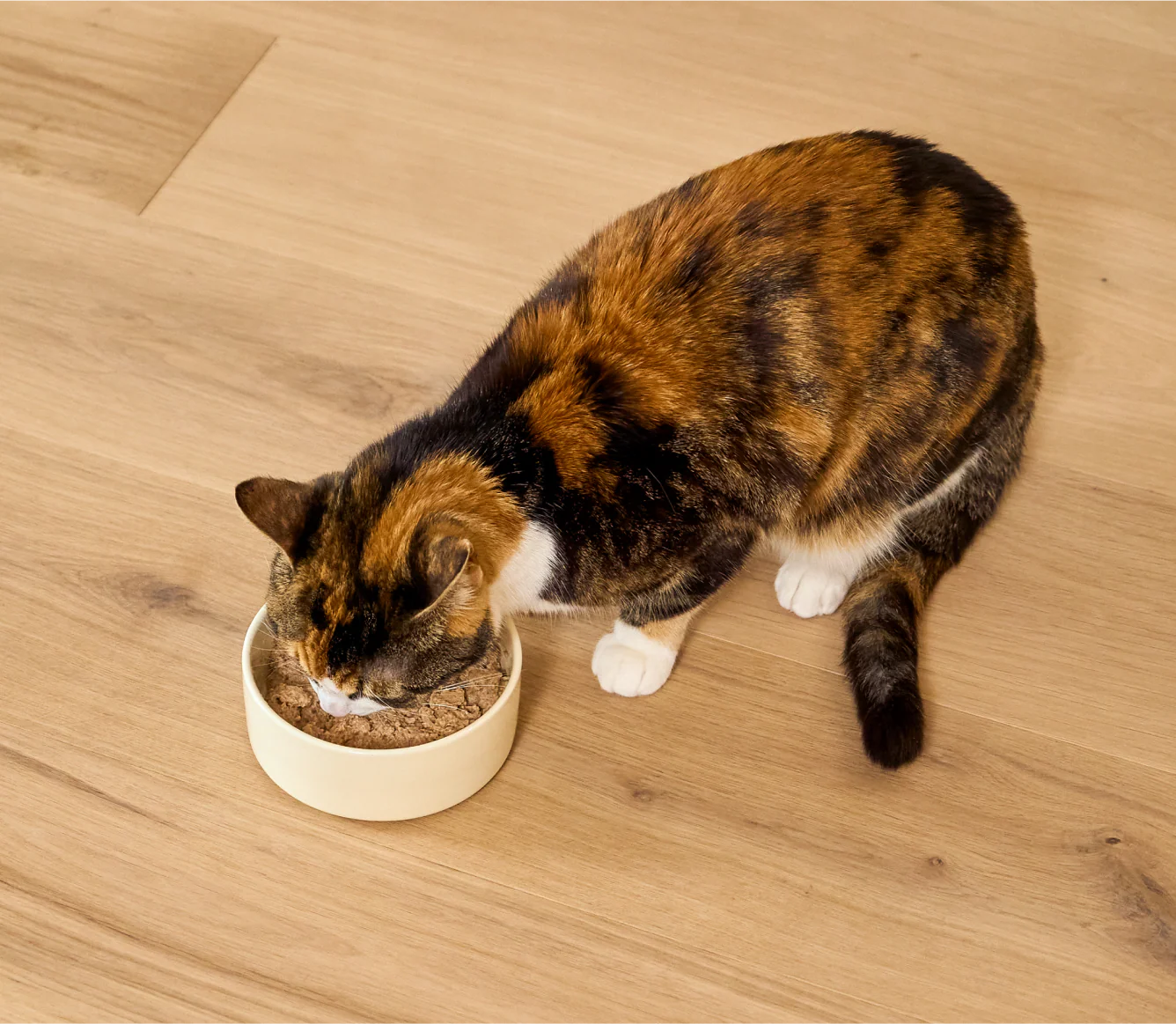 Open Farm Grain Free Harvest Chicken Canned Cat Food