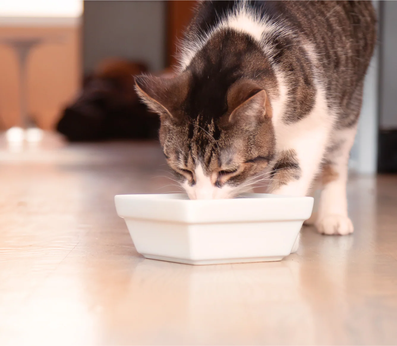 OPEN FARM Certified Humane Chicken & Salmon Rustic Blend Wet Food for Cats