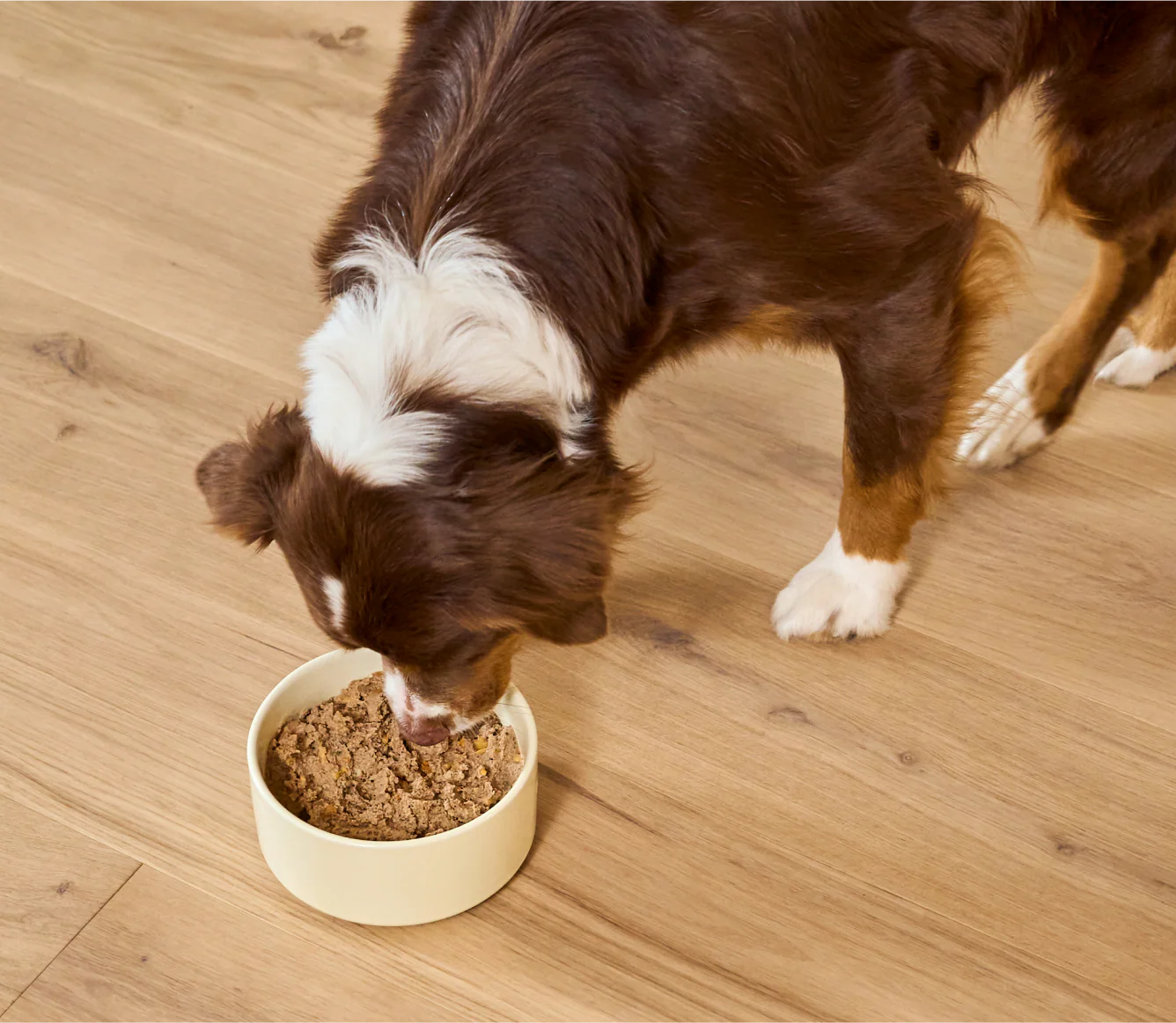 Open Farm Canned Dog Food Chicken & Salmon Recipe
