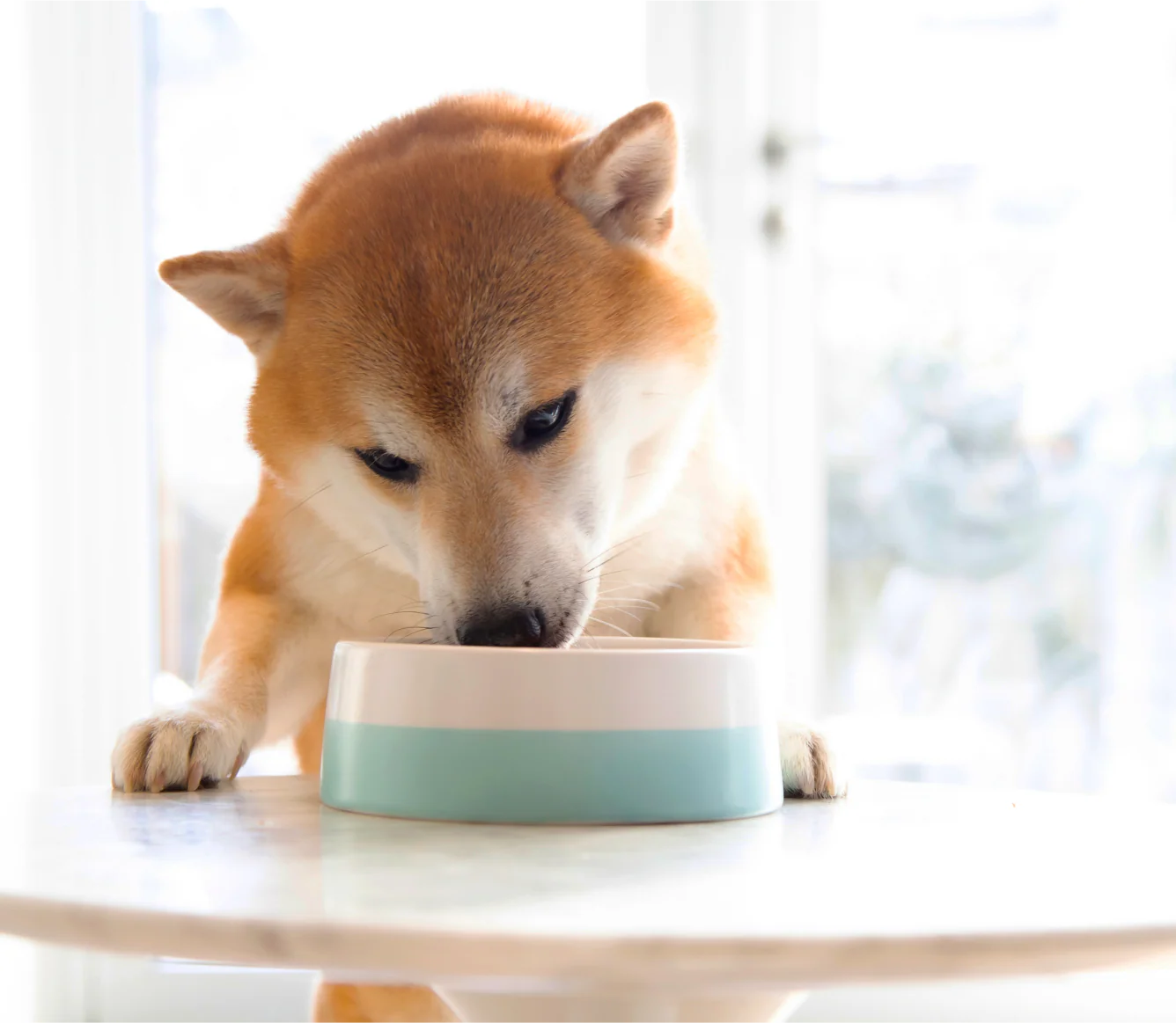 OPEN FARM Wild-Caught Salmon Rustic Stew for Dogs