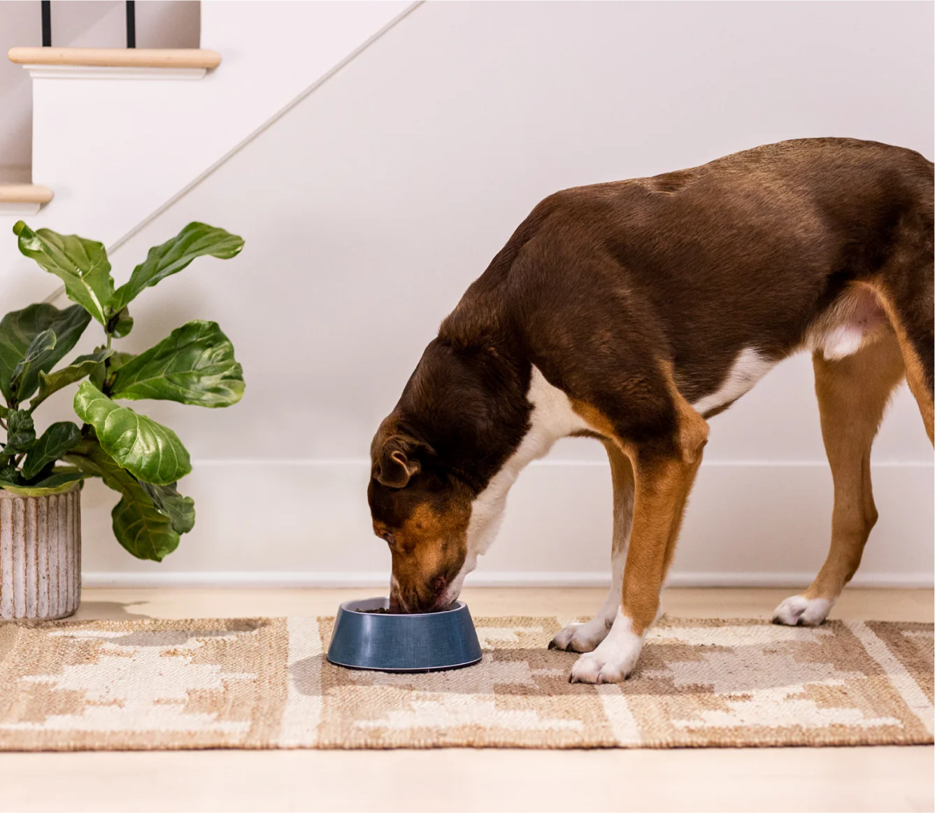 Open Farm Ancient Grain Salmon Puppy Kibble