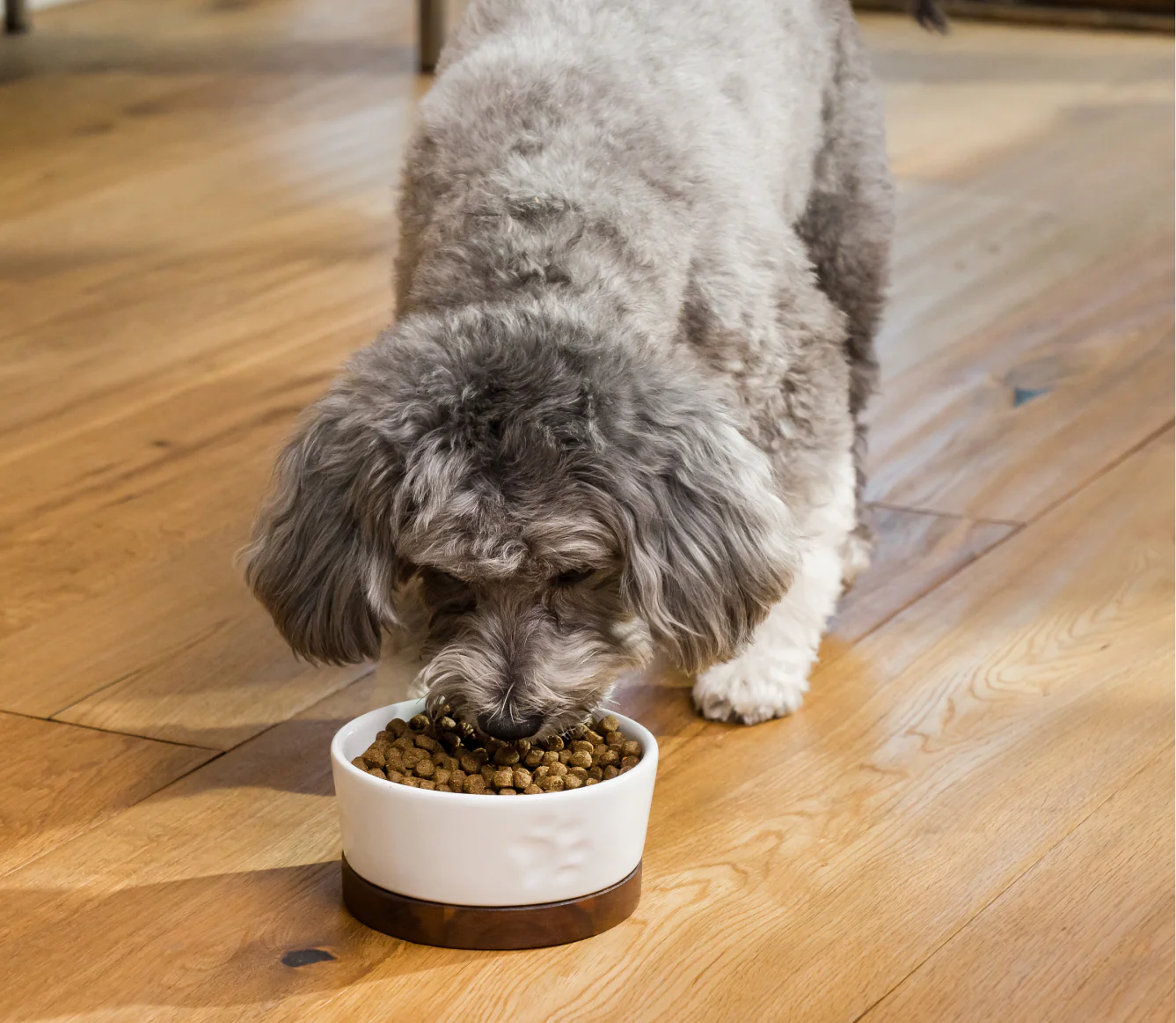 Open Farm Skin & Coat Salmon & Oatmeal Dog Food