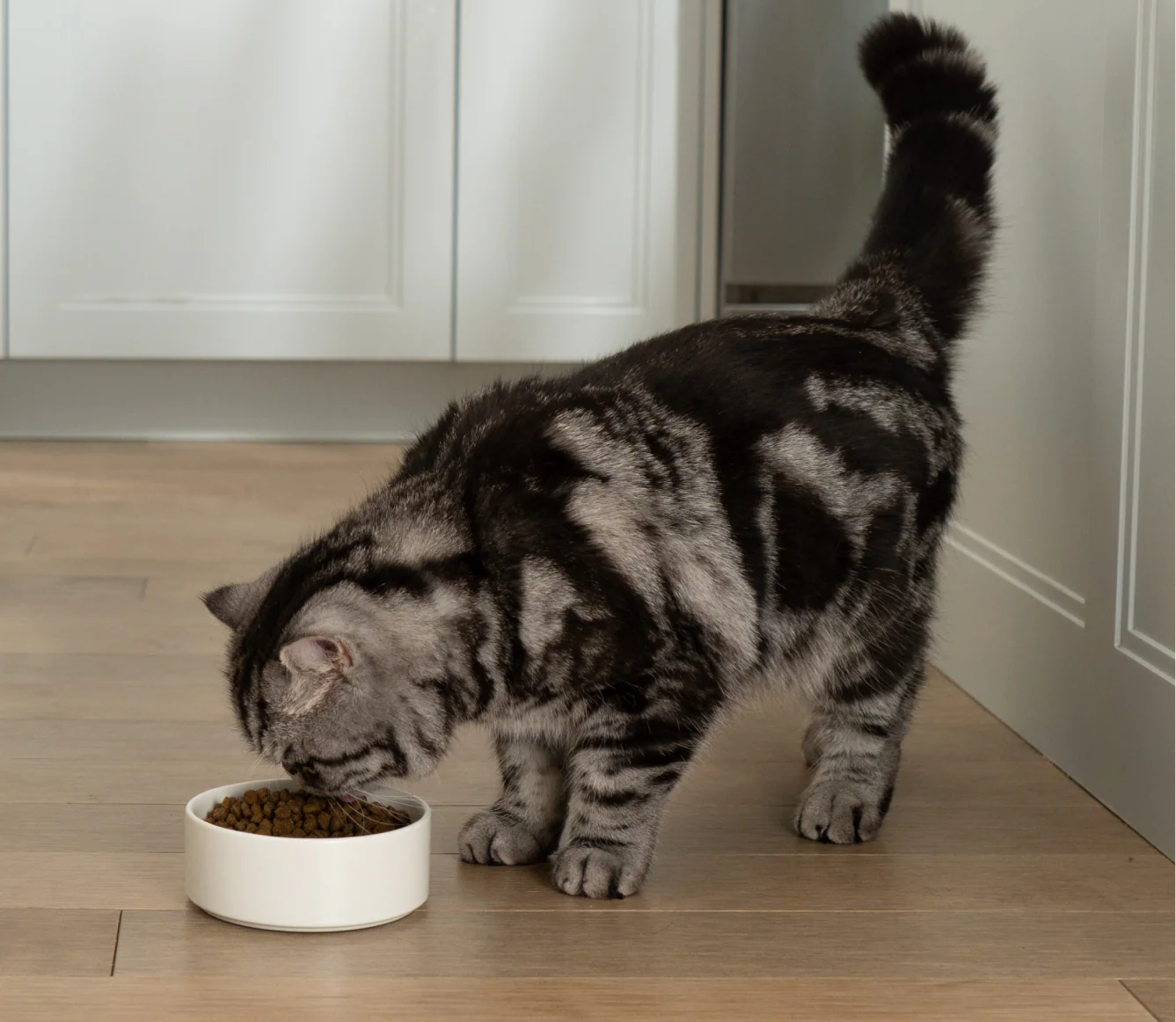 Open Farm GoodBowl Salmon & Brown Rice Dry Cat Food