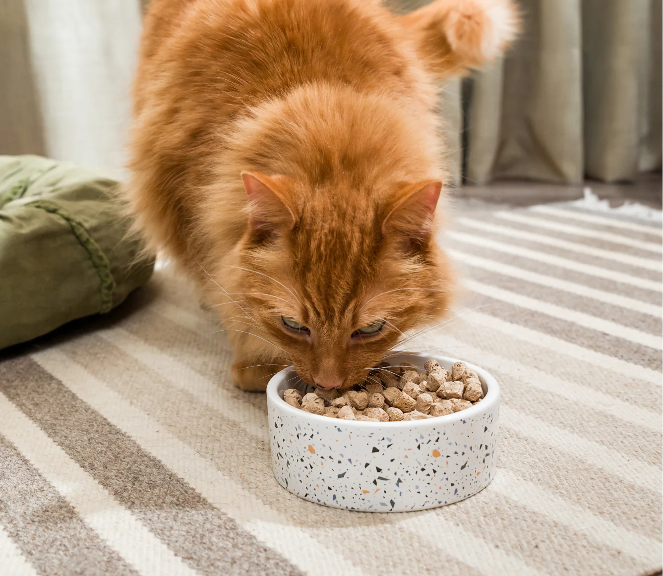 Open Farm Freeze-Dried Raw Surf & Turf Morsels For Cats