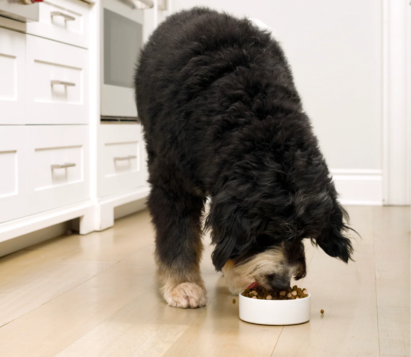 Open Farm RawMix Large Breed Recipe Grain Free Dog Food