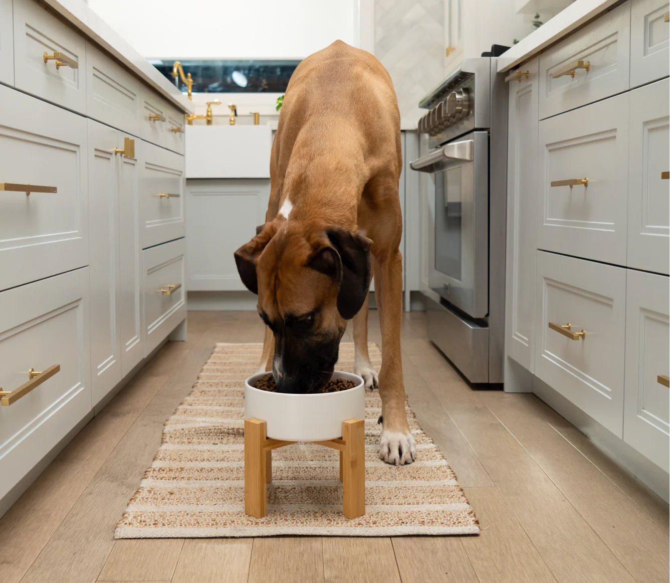 Open Farm GoodBowl Beef & Brown Rice Dog Food
