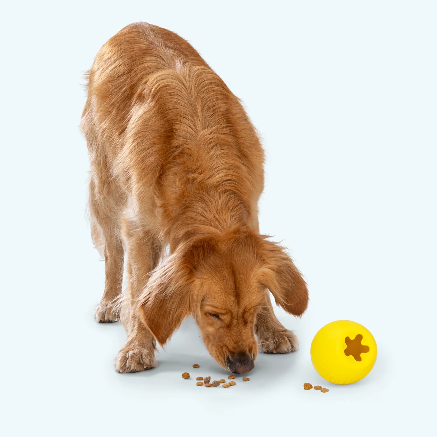 West Paw Rumbl Large for Dogs