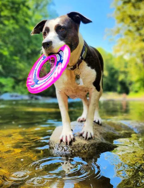 Baydog Wave Skipper Toys for Dogs