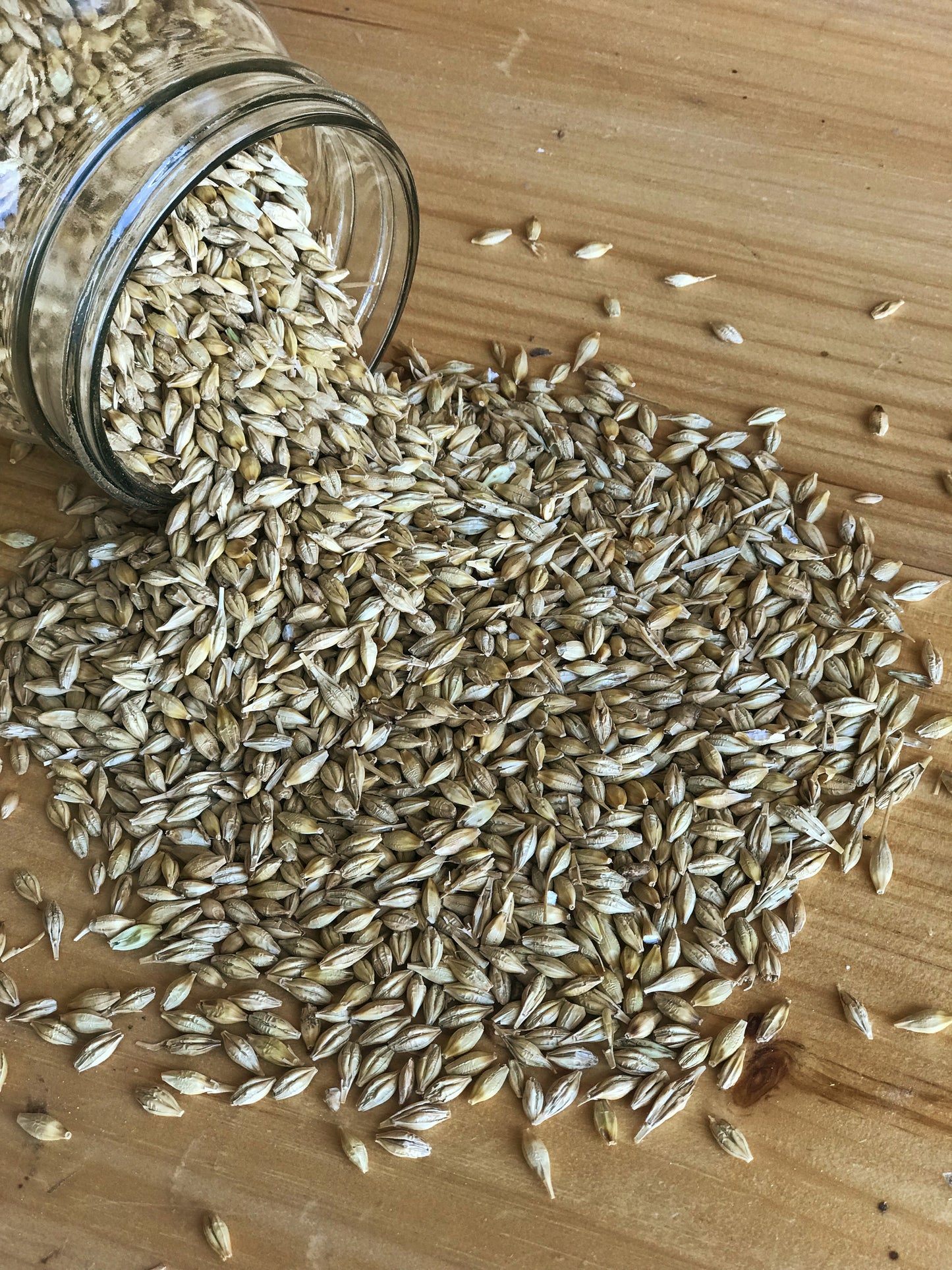 Ernst Grain Barley, Non-GMO