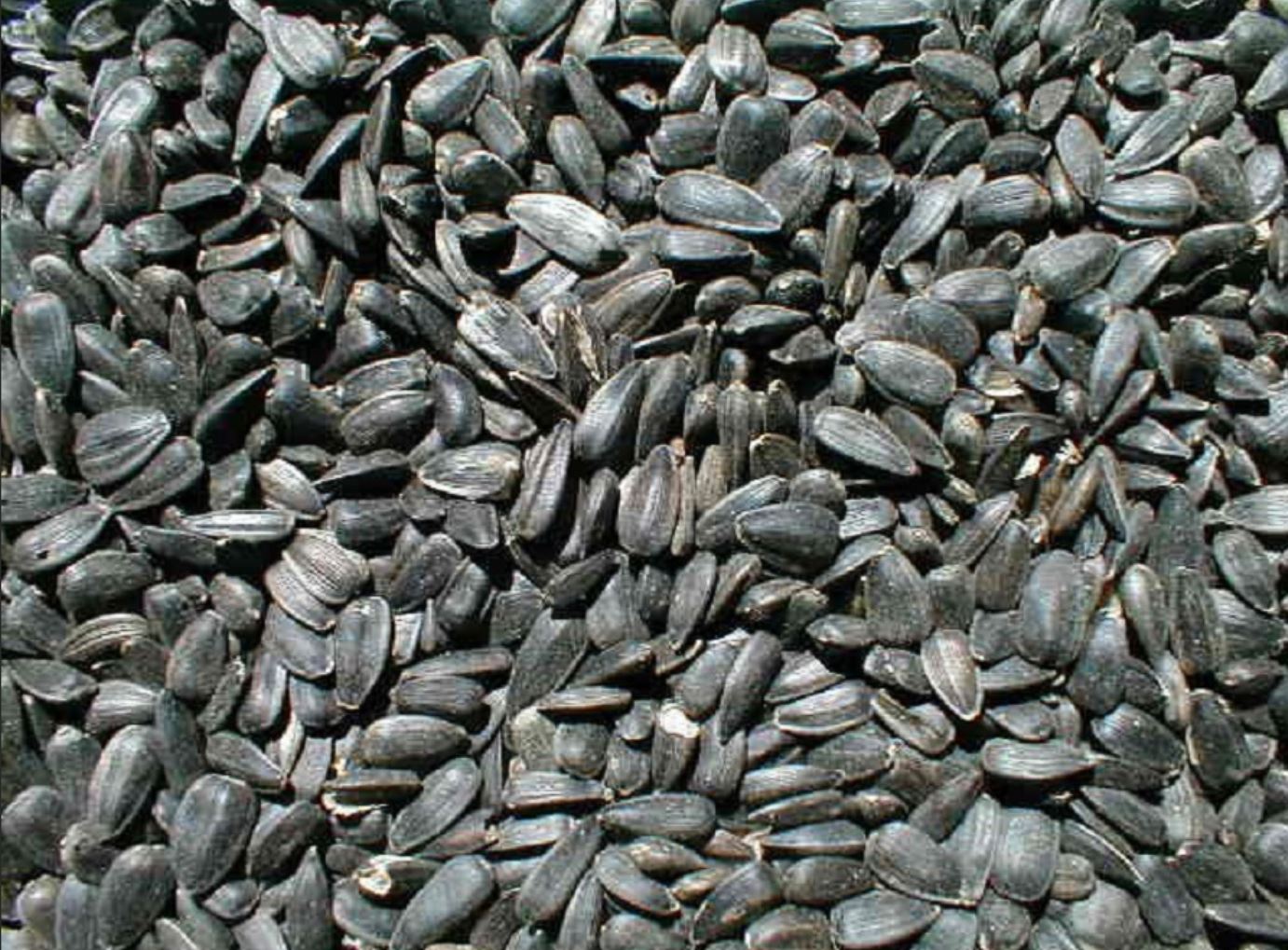 Ernst Grain Black Oil Sunflower Seeds, Non-GMO