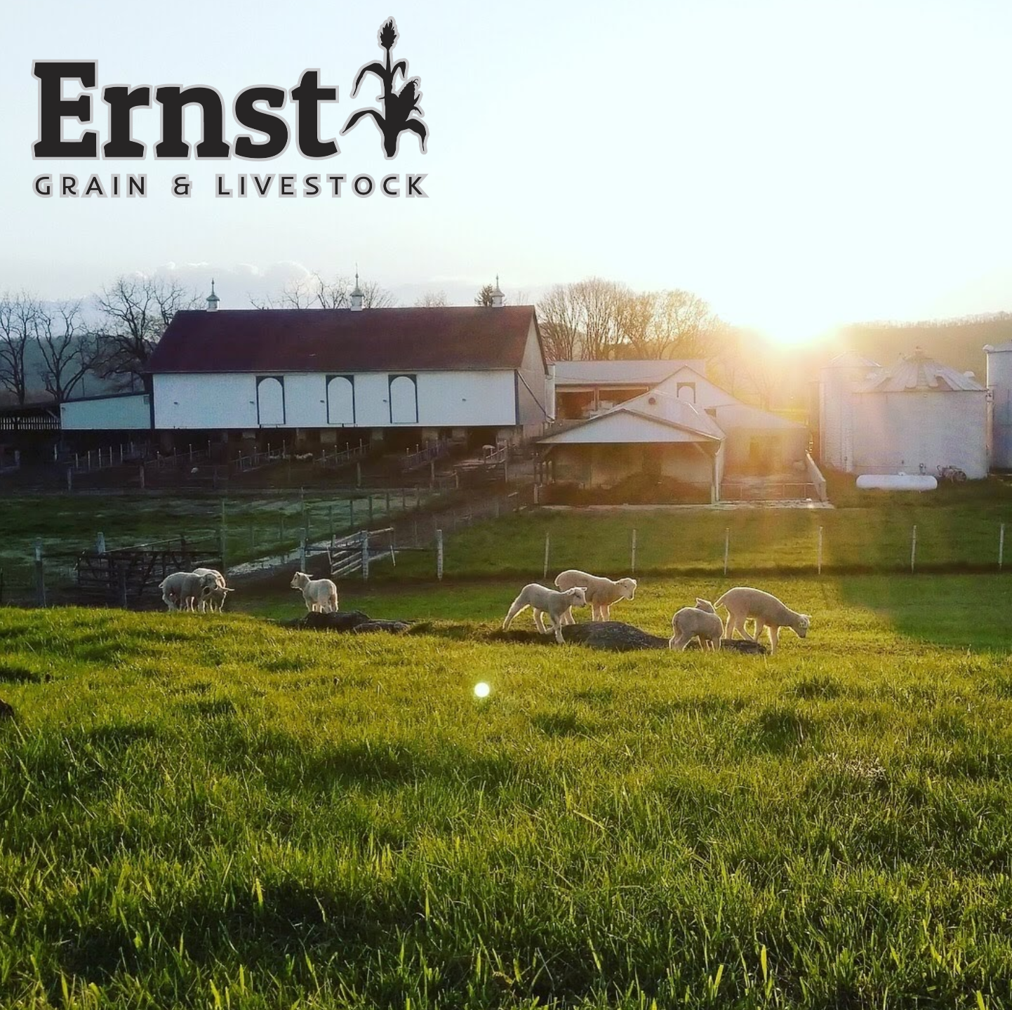 Ernst Grain Cracked Corn, Non-GMO