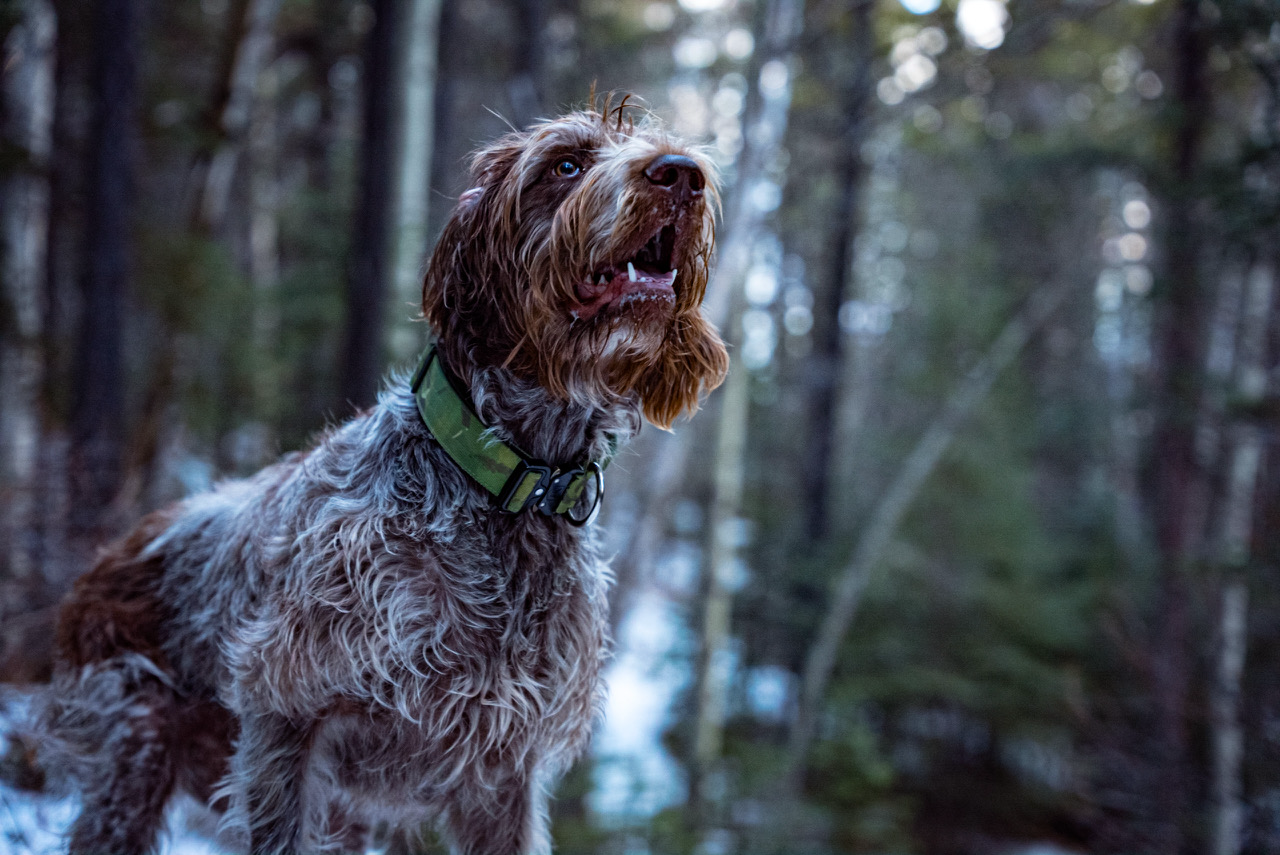 Boss Dog Tactical Green Camo Collar