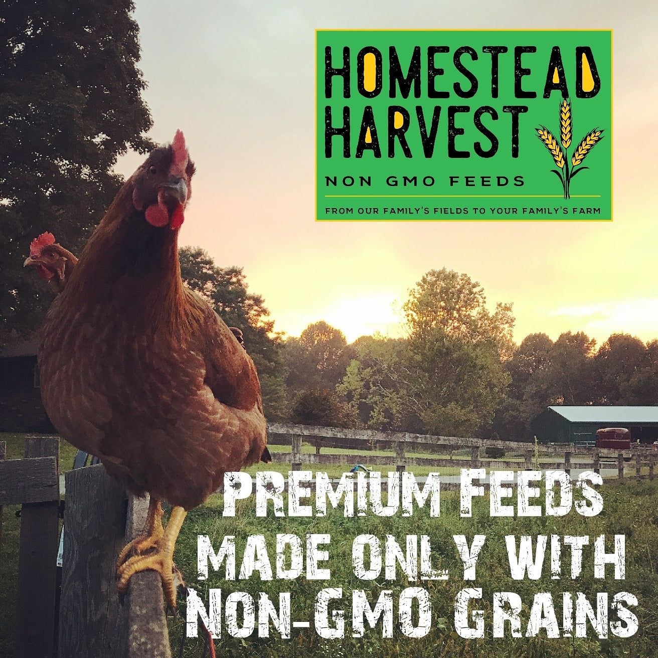 Homestead Harvest All Flock Feed - A Perfect Feed for Hens, Ducks, and other fowl