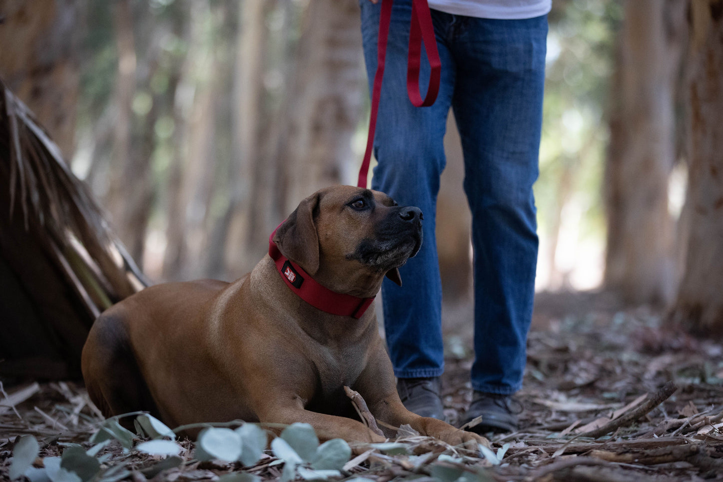 Boss Dog Tactical Pink Collar