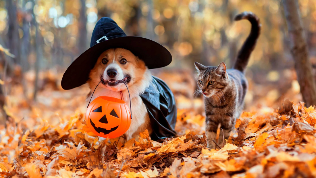 🎃 Keep Your Fur Baby Safe This Spooky Season: Halloween Pet Safety Tips 🐾