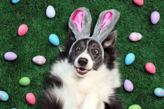 🐾 Easter Fun for Your Pup: Activities They’ll Love!