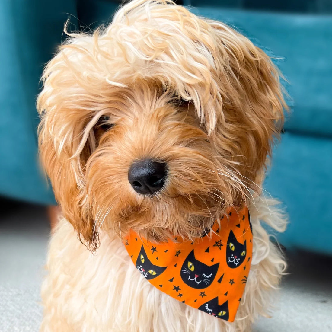 DIY Spooky Howl-o-ween Bandanas! 👻🎃