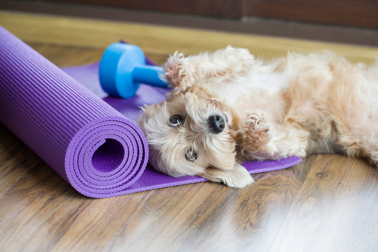 Helping Your Dog Get Back on Track After the Holiday Season 🎄
