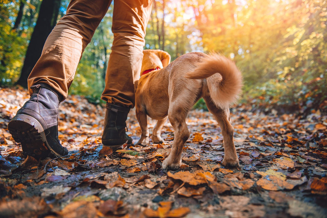 Take a Hike! - Getting Outdoors With your Furry BFF! 🍁🐶🍂