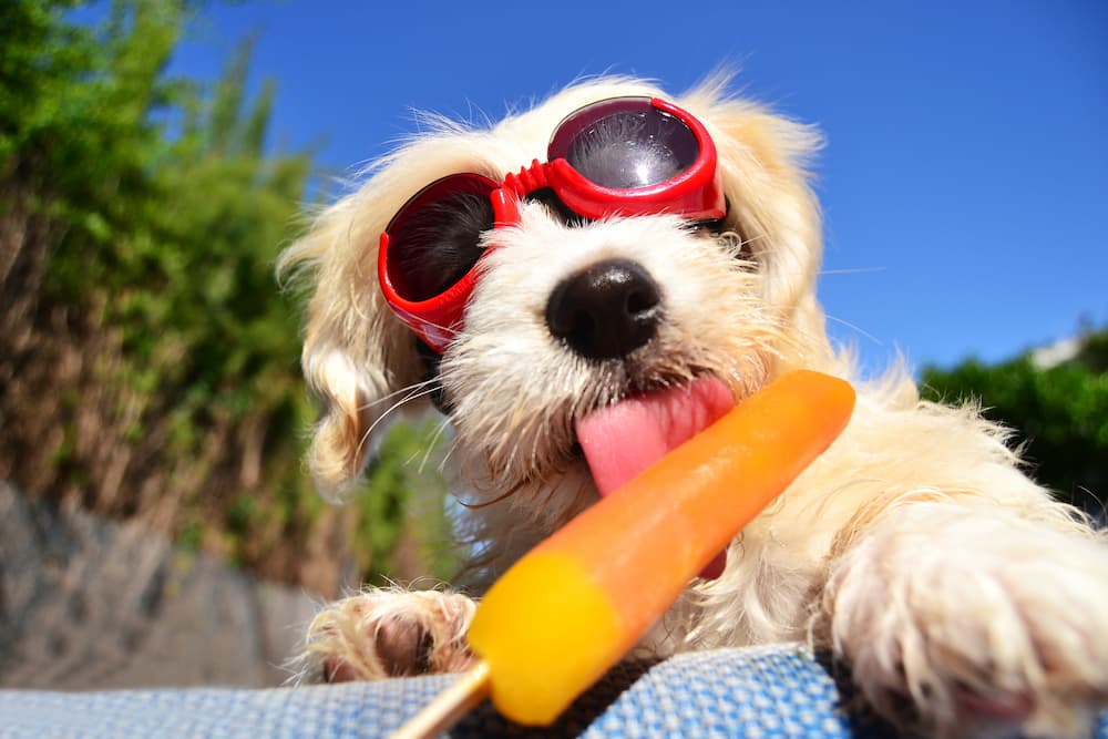 Sun’s Out, Tongues Out: Warm Weather Pet Safety Tips ☀️🐶