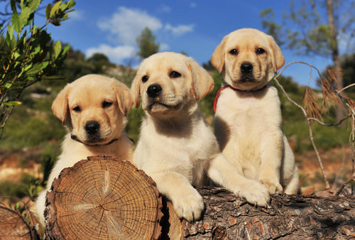 When A Puppy Buyer Lies On The Application