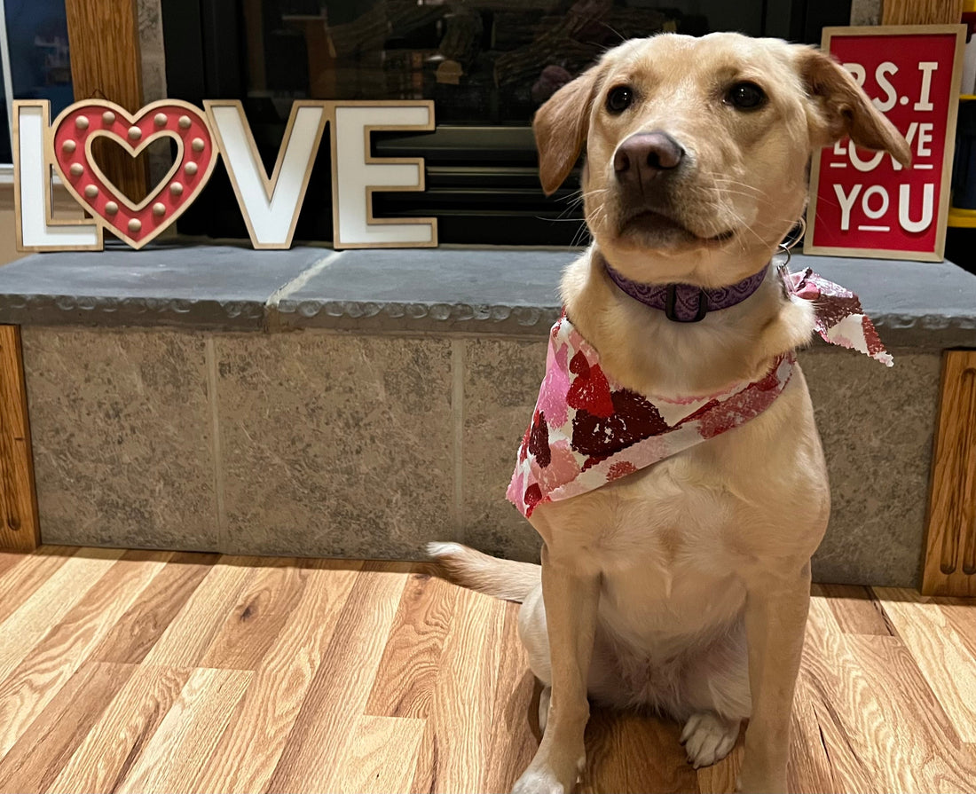 Valentine's Day, the Hearty Pet Way! ❤️
