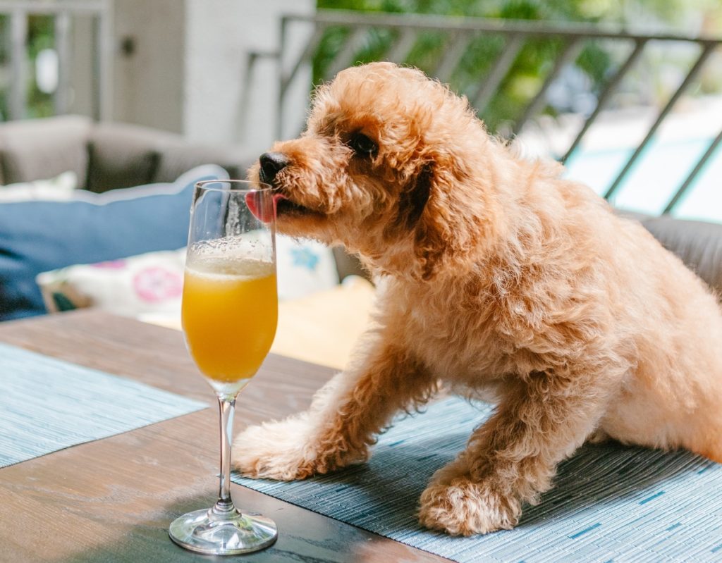 New Year's Doggie-Friendly "Barkmosas" 🥂🐶