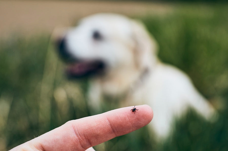 🦟 Flea, Tick & Mosquito Season Is Here: Is Your Pet Protected?