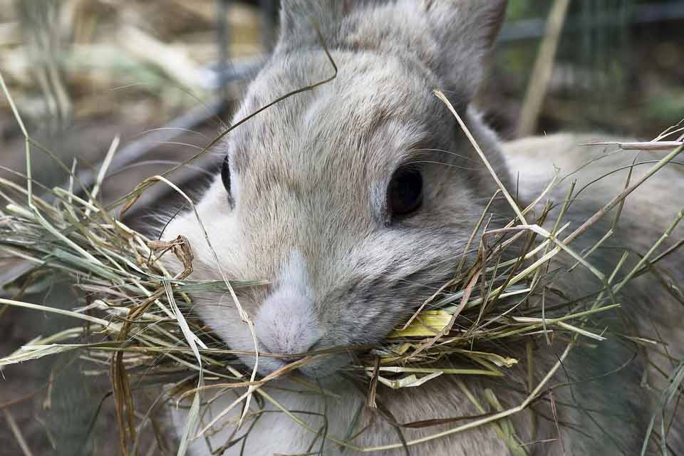 Say 'hey' to HAY! - Why Small Critters Need Hay In Their Diet