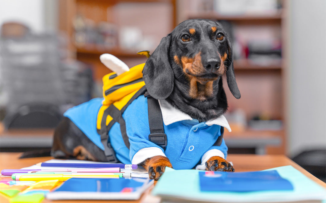 Helping Pets Adjust to Back-to-School Routines