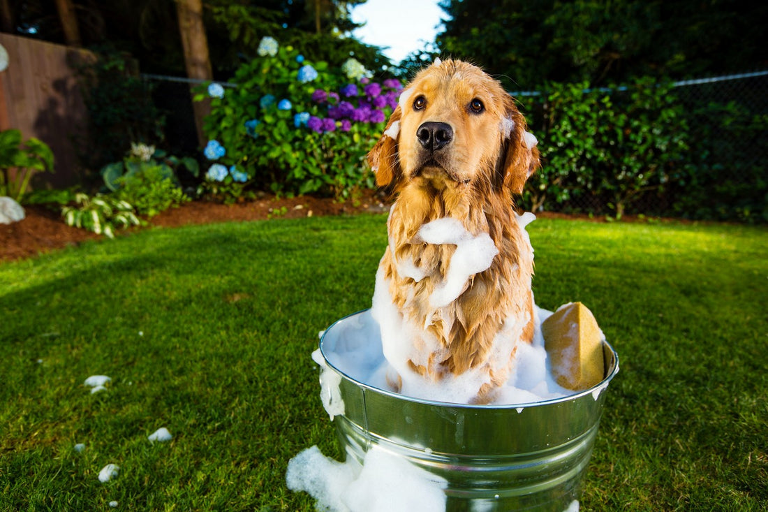 🌸 Spring Grooming Guide: Helping Your Dog Shake Off Winter