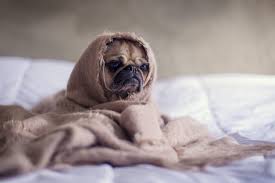 Back-to-School Blues? How to Help Your Pet Adjust!