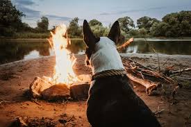 Pup-Friendly Smores Recipe from Food Network