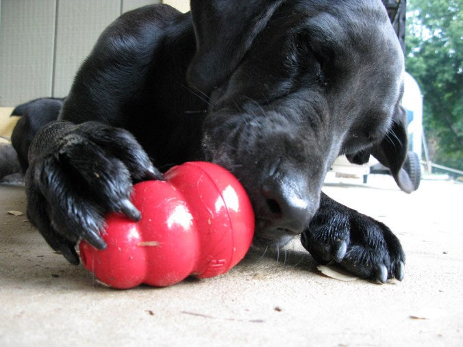 Snacking Healthy, with KONG!