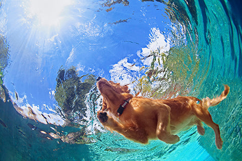 Headed to the Beach? Don’t Forget These Ocean Safety Tips for Dogs! 🌊
