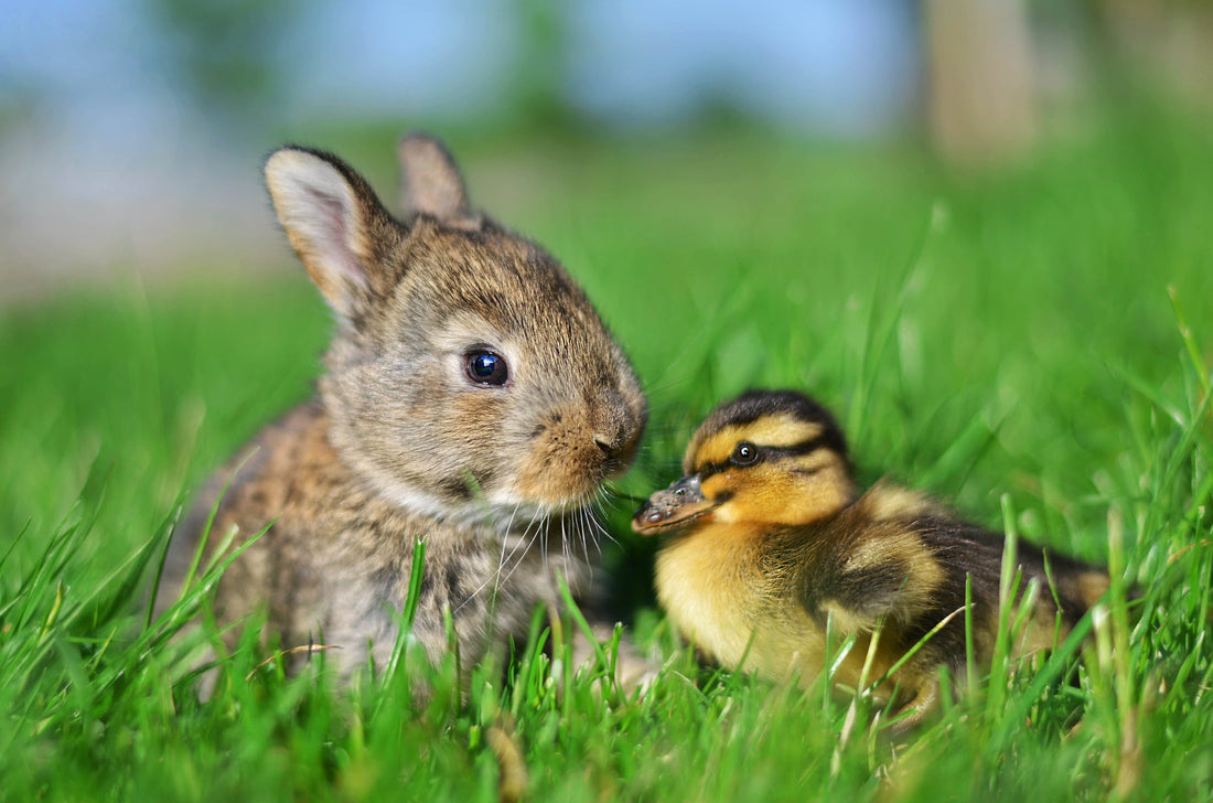 The Truth About Easter Pets: Why Chicks, Ducks, and Bunnies Aren't Always a Good Idea