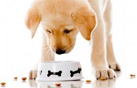 Eat This, Not That: Dog Edition - Part I
