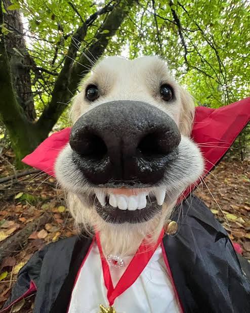Fright Night WITHOUT the FRIGHT! 🎃🐶