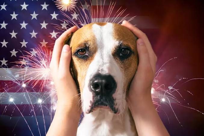 Firework Safety for Pets: Keeping Your Furry Friends Calm This Summer