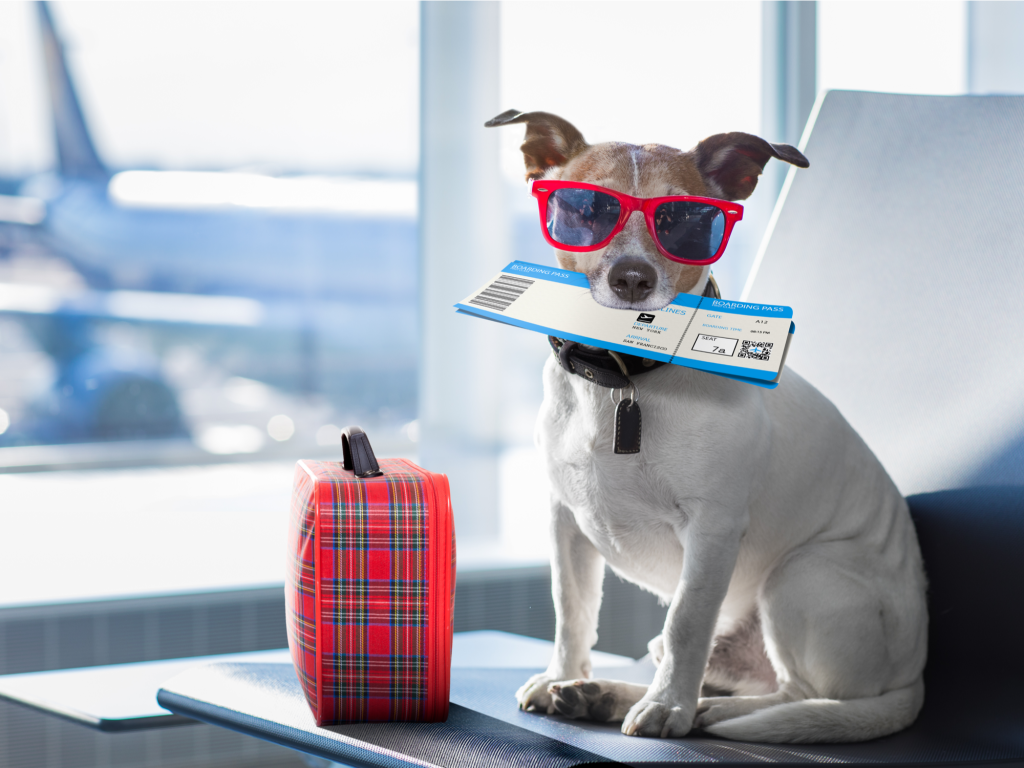 🏖️ Summer Travel With Pets: Hit the Road the Right Way