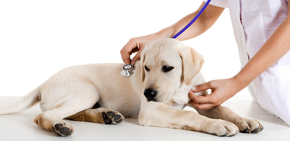 Hemangiosarcoma In Dogs And Treatment.